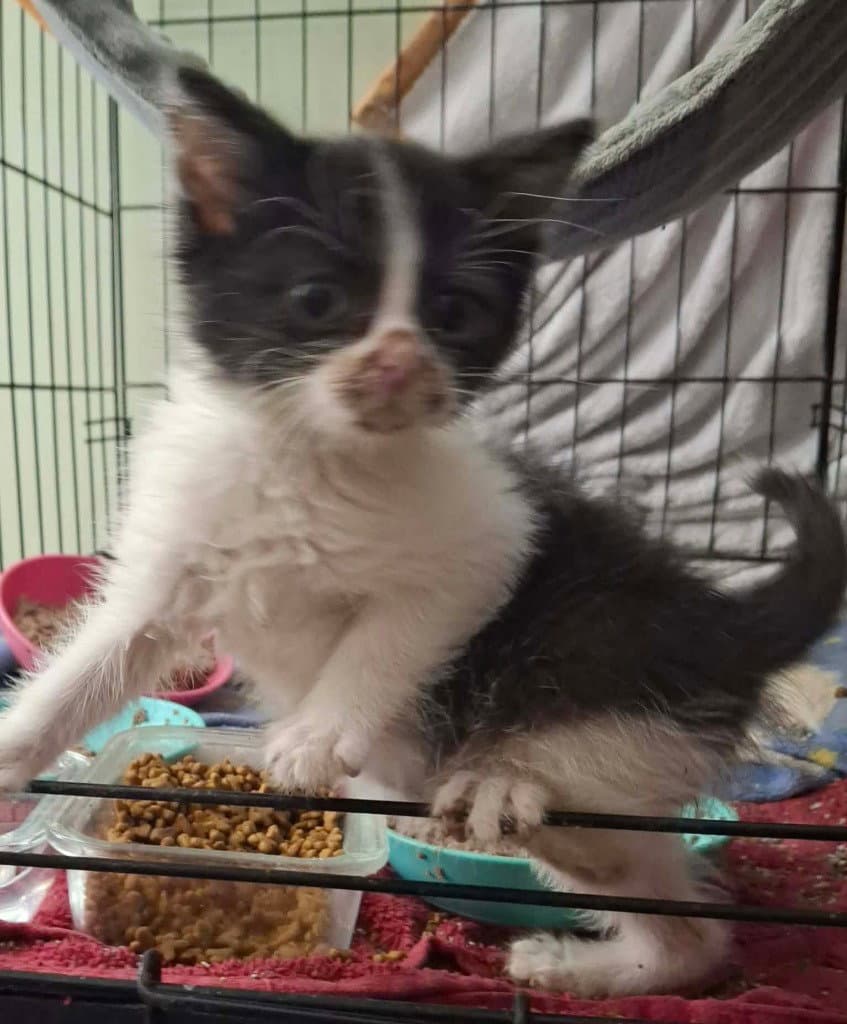 Scrap - Domestic Short Hair