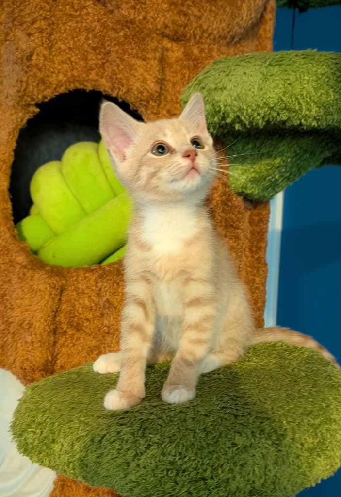 Queso - Domestic Short Hair