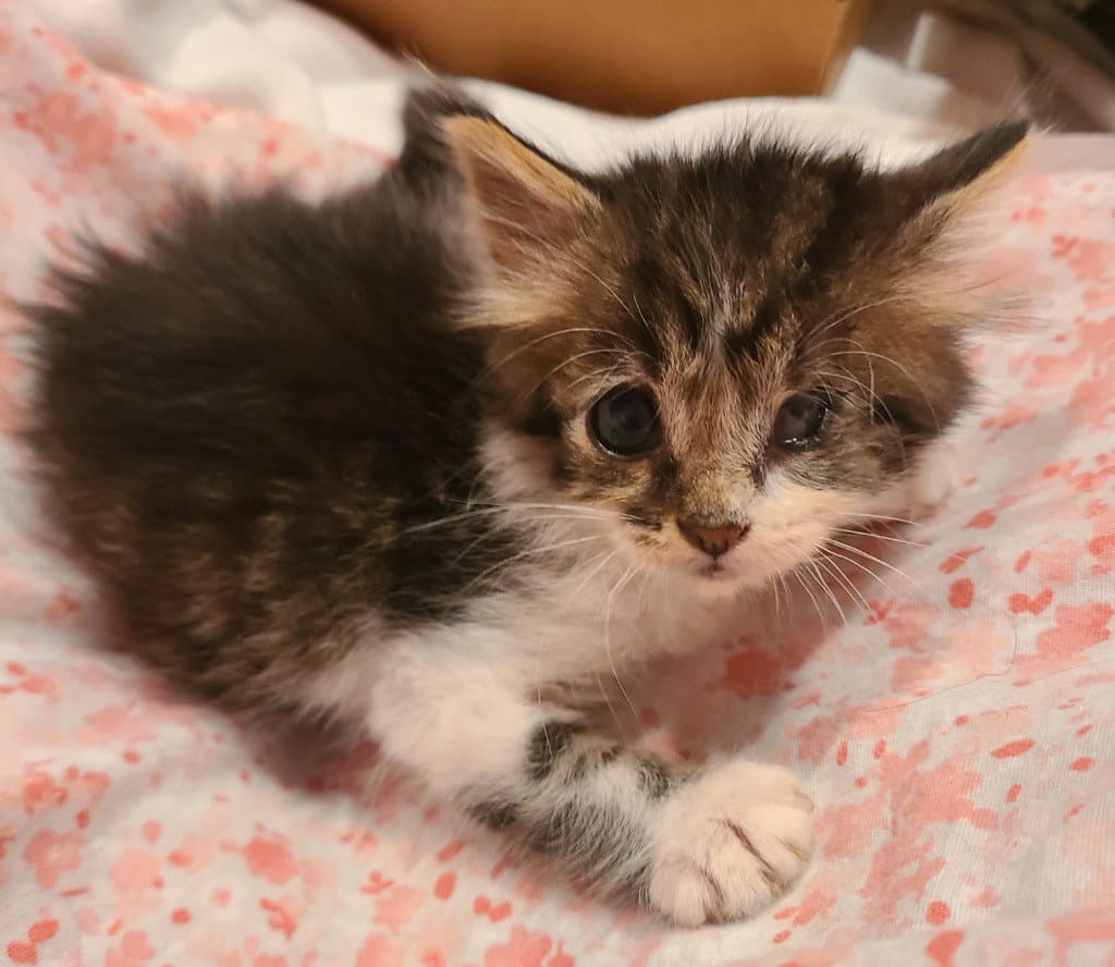 Highway - Domestic Short Hair