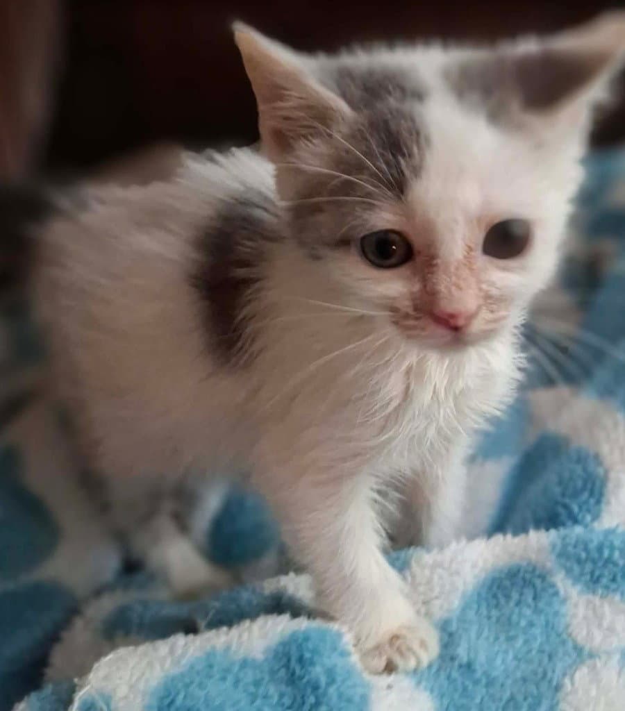 Klutz - Domestic Short Hair