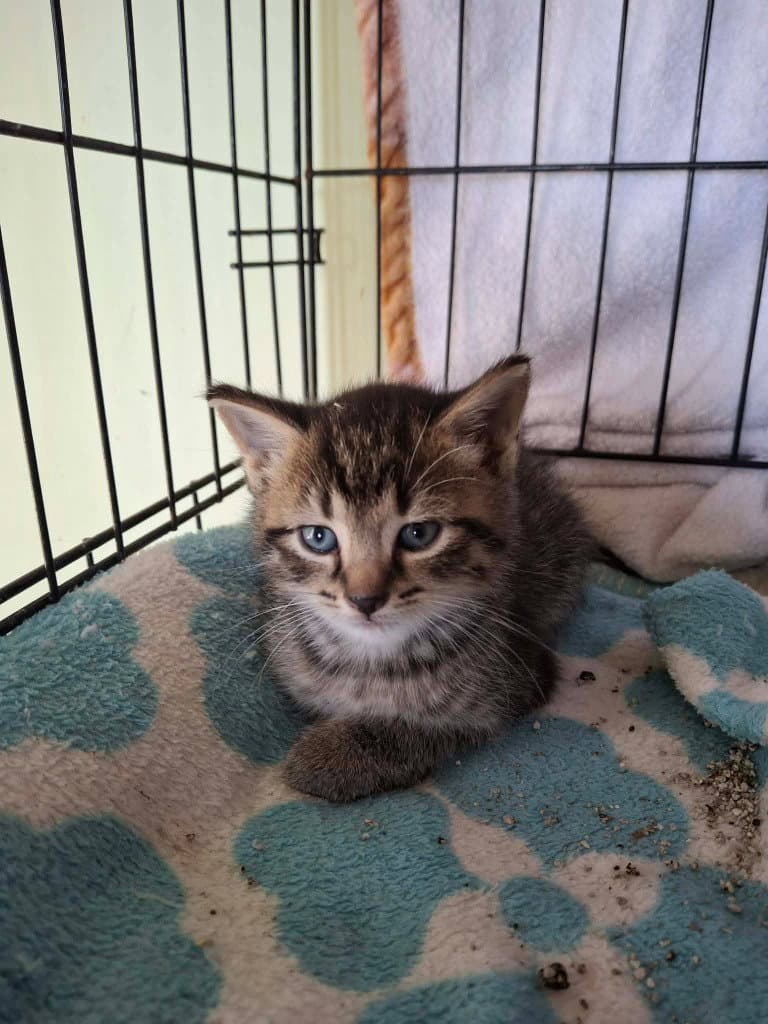 Tumble - Domestic Short Hair