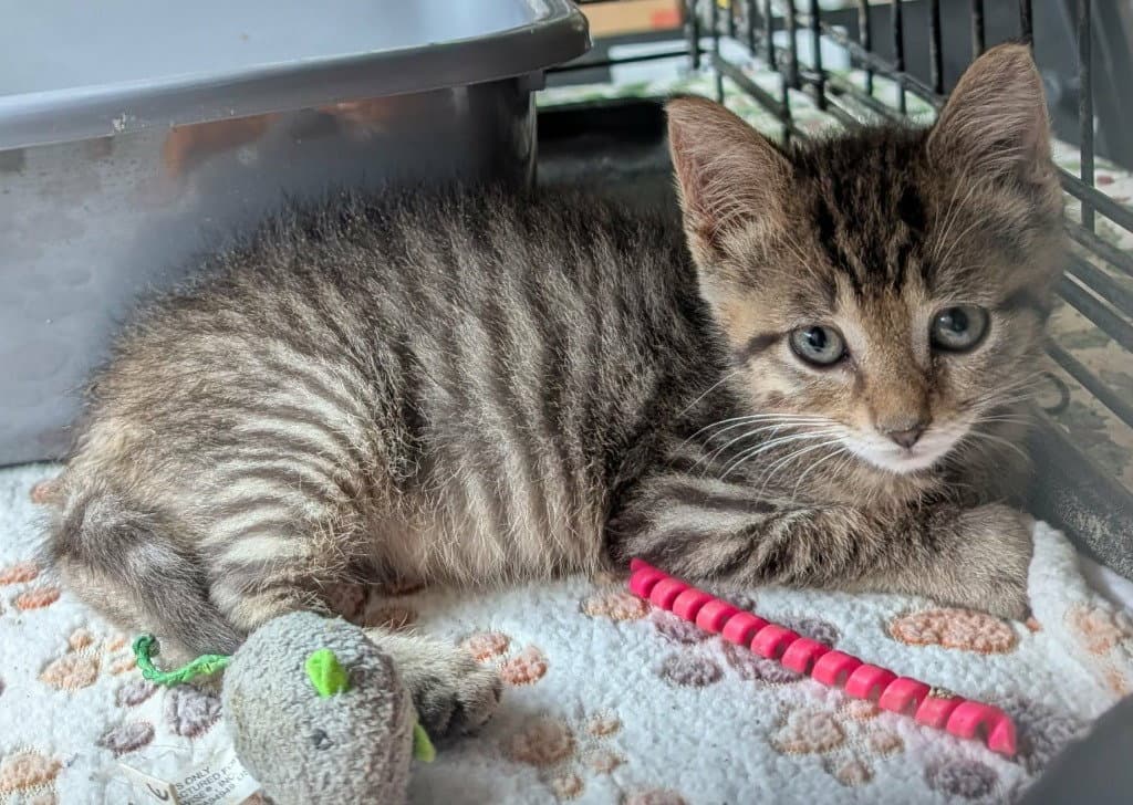 Sookie - Domestic Short Hair