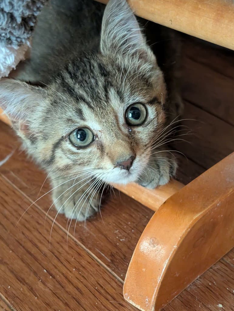 Sookie - Domestic Short Hair