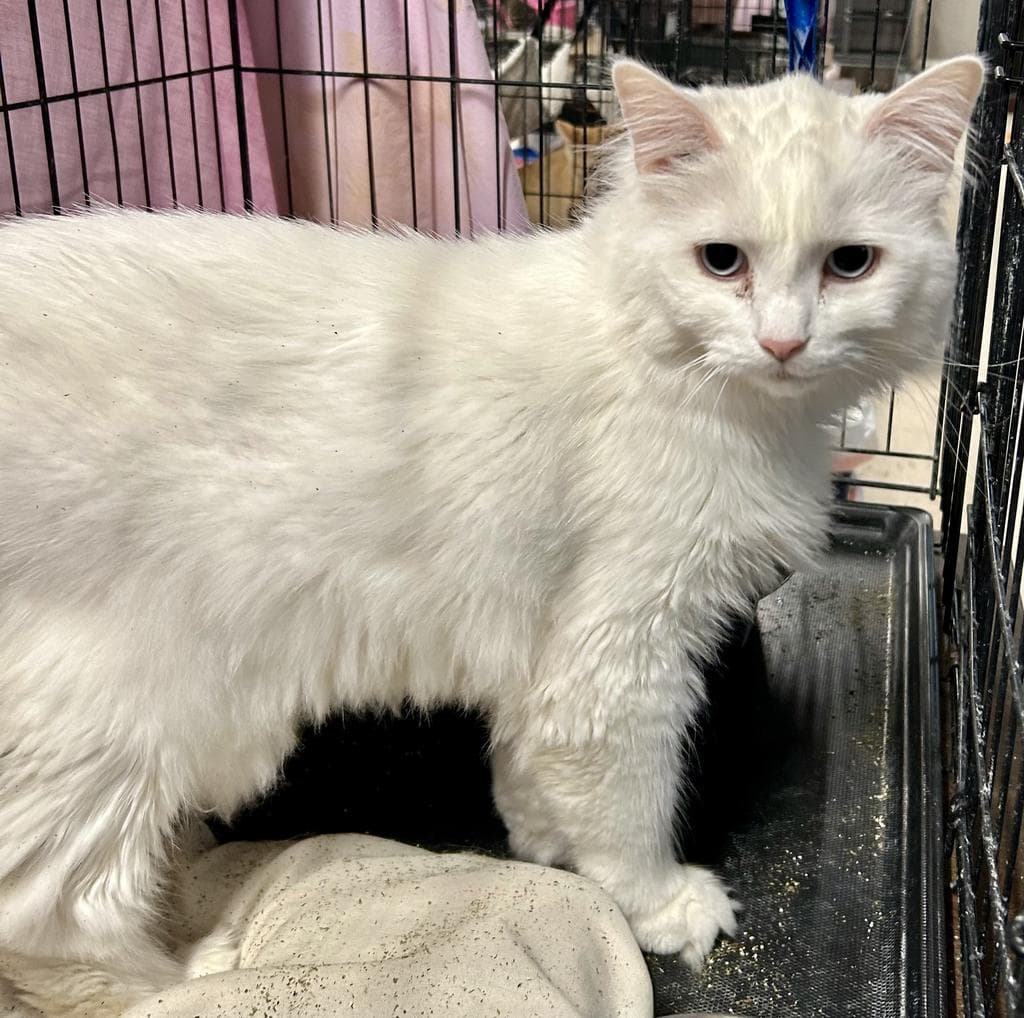 Zelda - Domestic Medium Hair