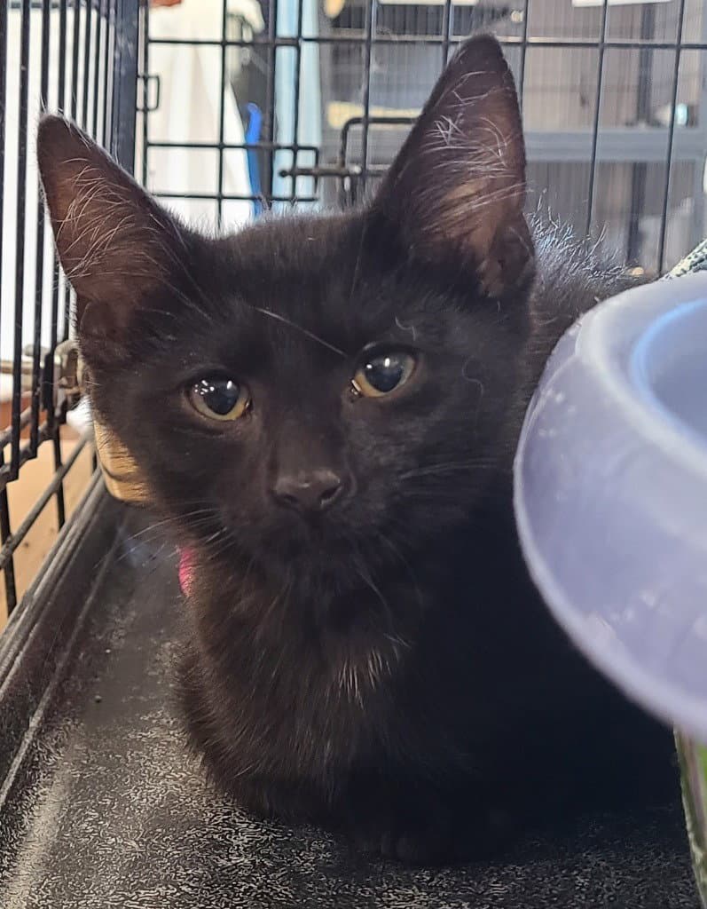 Archer - Domestic Short Hair