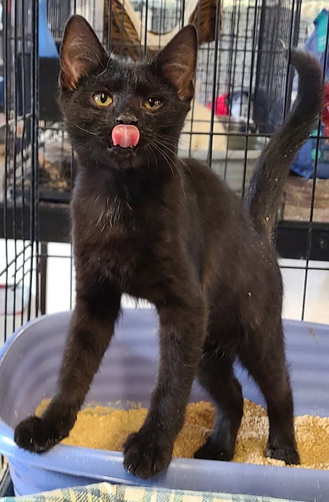 Archer - Domestic Short Hair