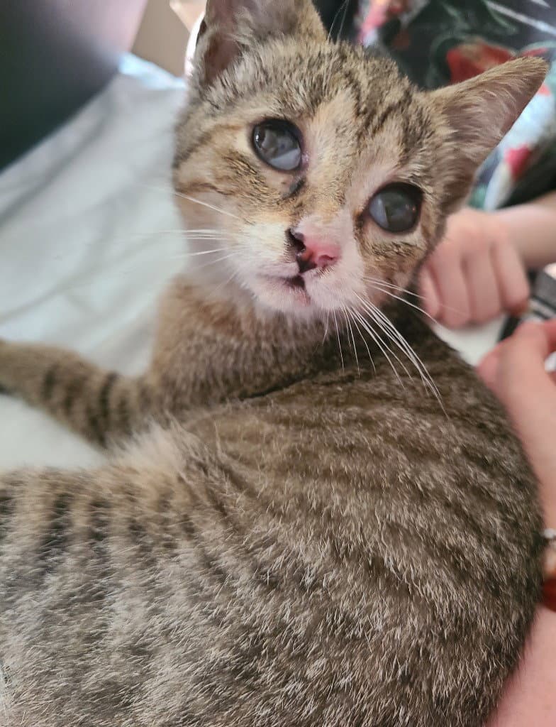 Mouse - Domestic Short Hair