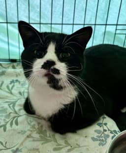 Male Tuxedo image 1