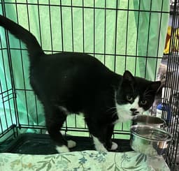 Male Tuxedo image 2