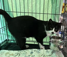 Male Tuxedo image 3