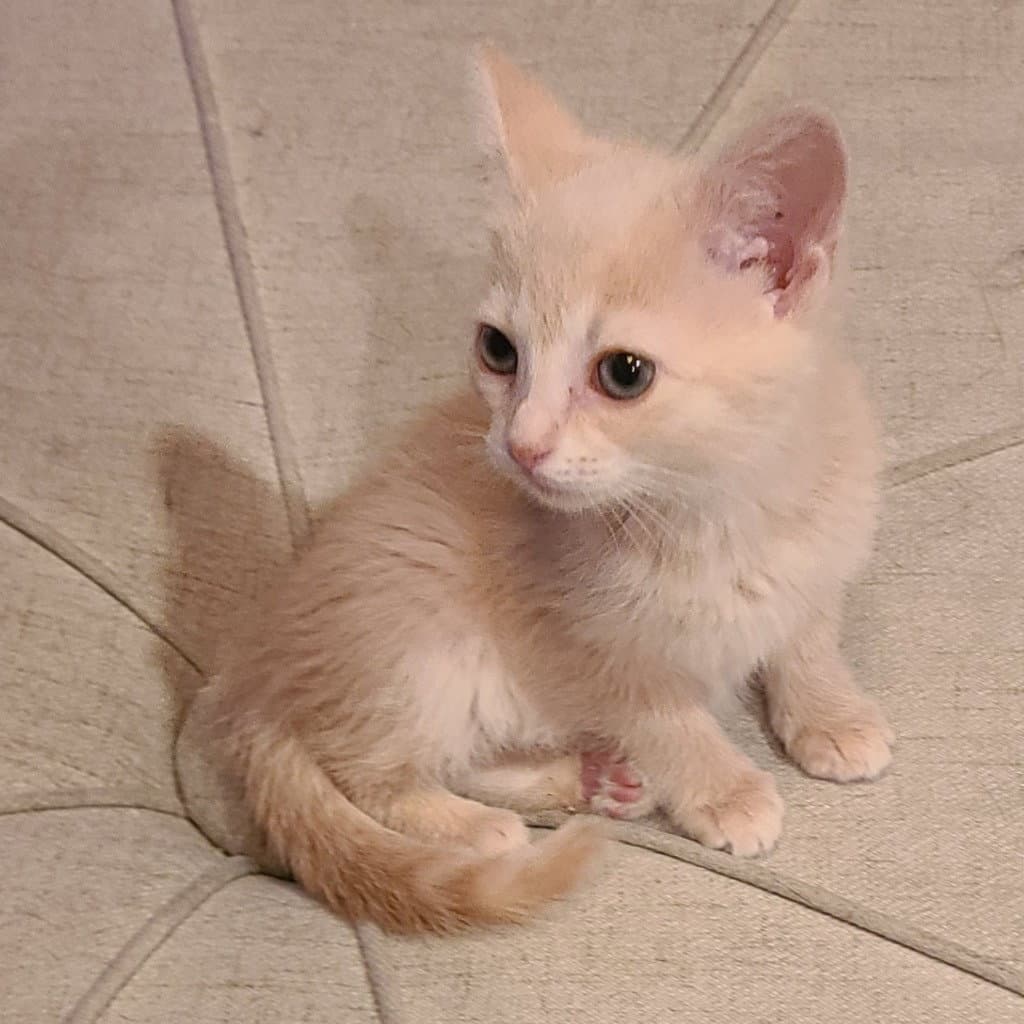 Pimento - Domestic Short Hair