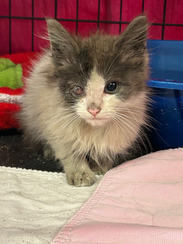 Grey White - Domestic Medium Hair