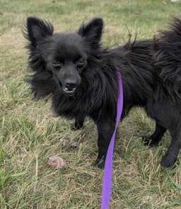 Black Chi Pom image 1