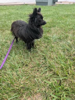 Black Chi Pom image 2
