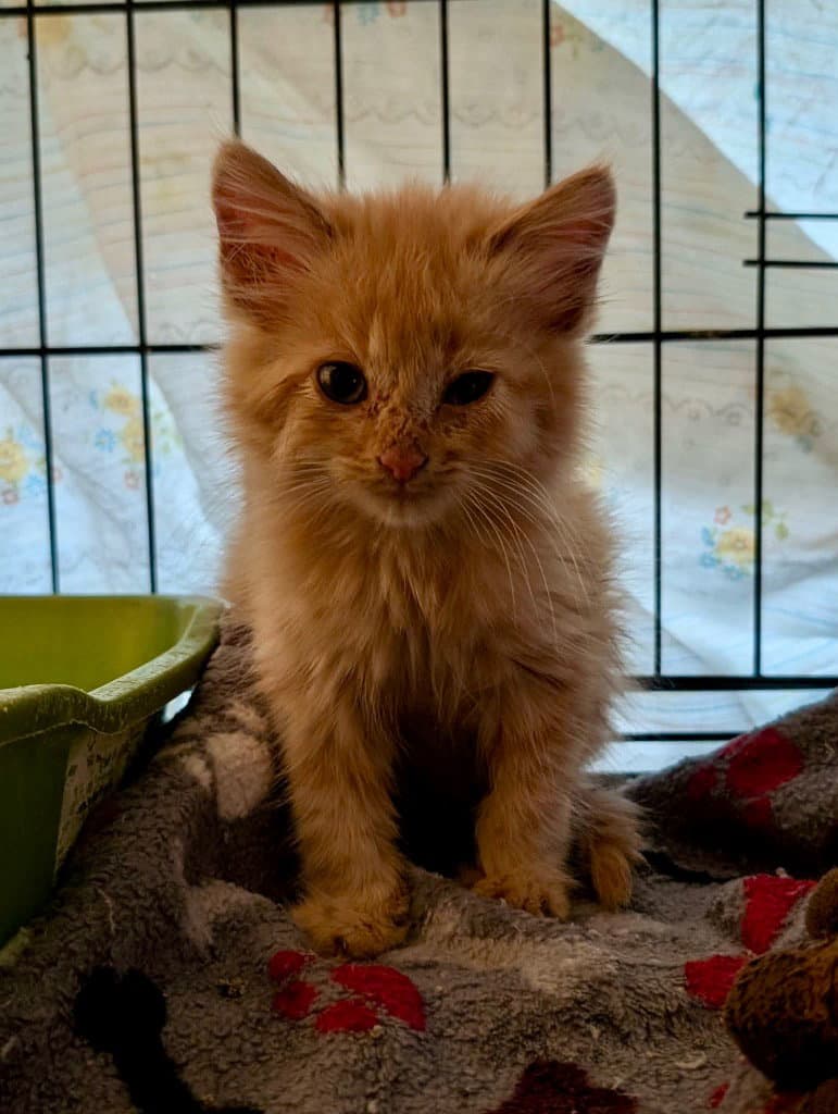 Cider - Domestic Long Hair