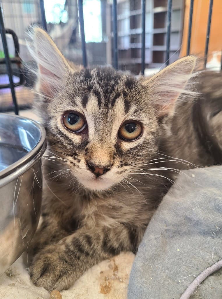 Whisper - Domestic Long Hair