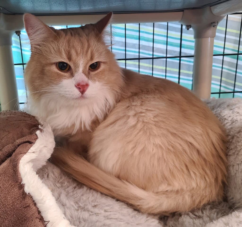 Frasier - Domestic Long Hair