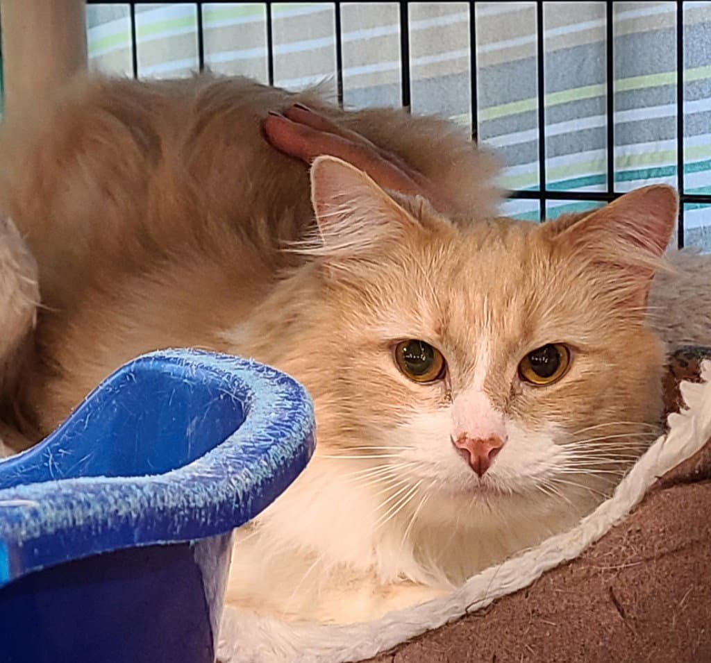 Frasier - Domestic Long Hair