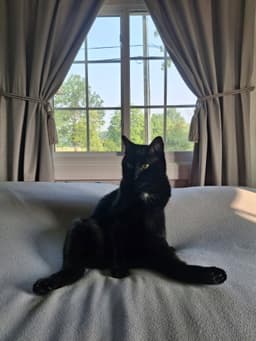 Ebony Blu image 1