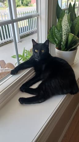 Ebony Blu image 2