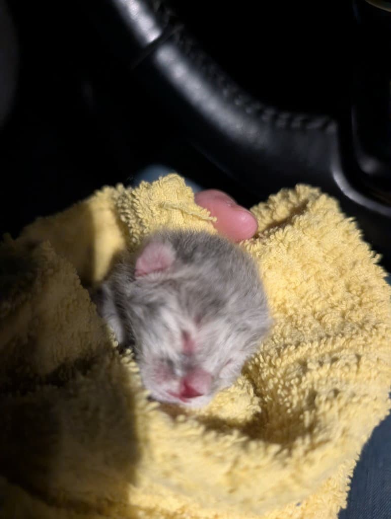 Grey Tabby - Domestic Short Hair