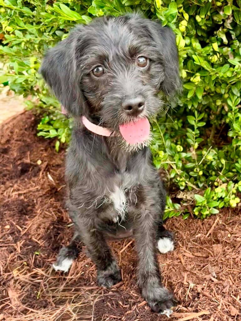 Daisy Fka Layla - Poodle (unknown type)