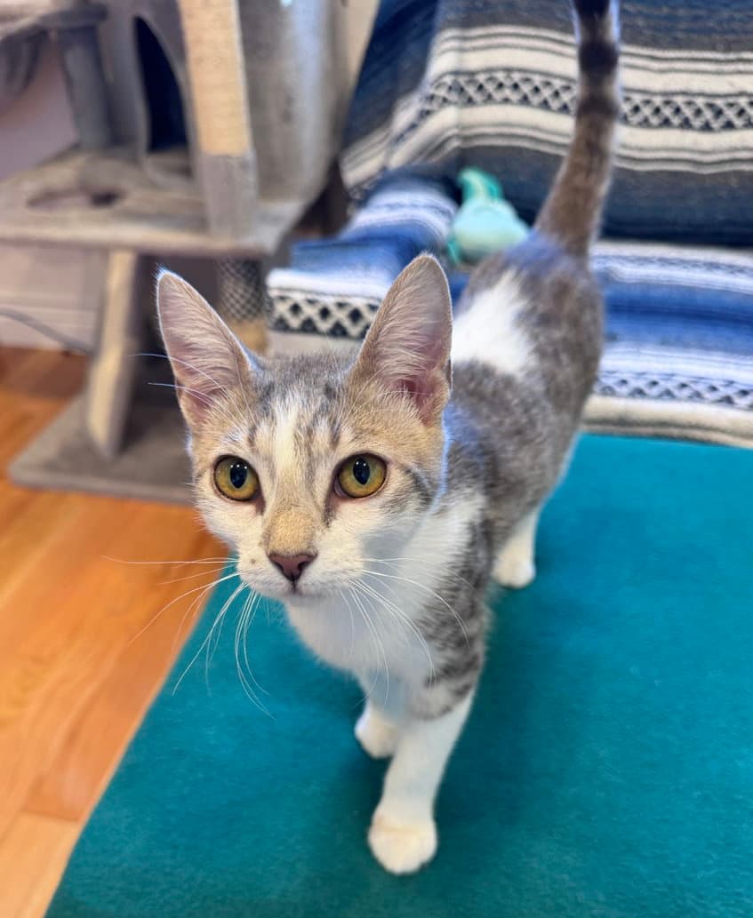 Misty - Tabby