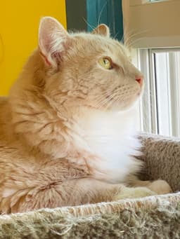 Henry image 2