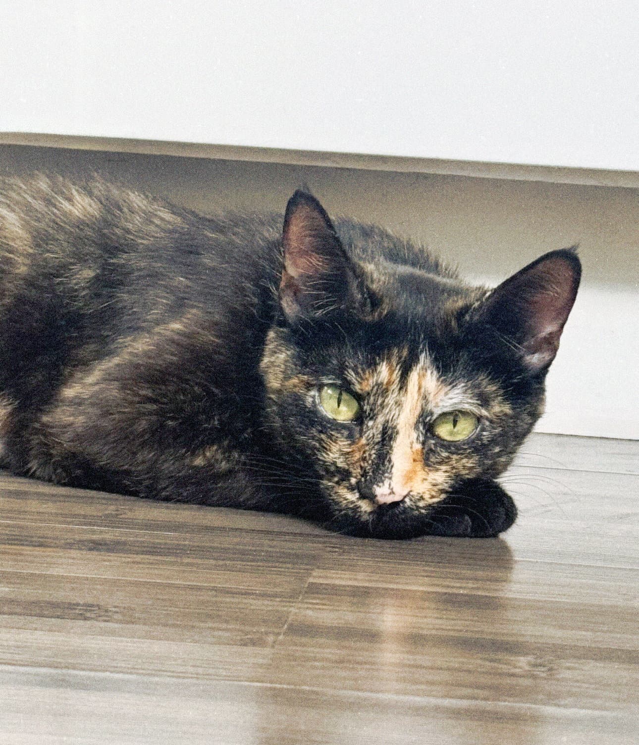 Dottie - Tortoiseshell