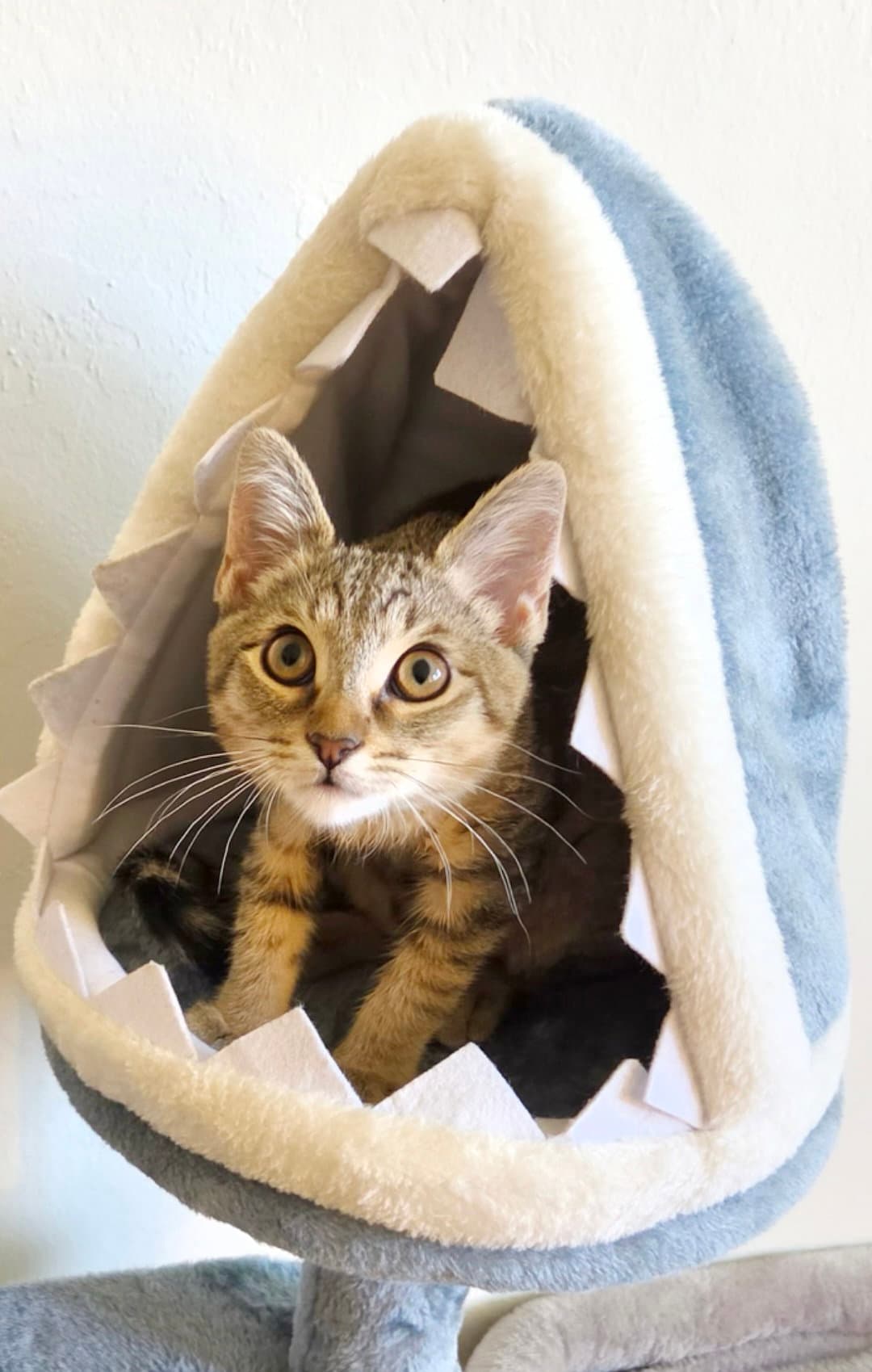 Cookie Dough - Tabby