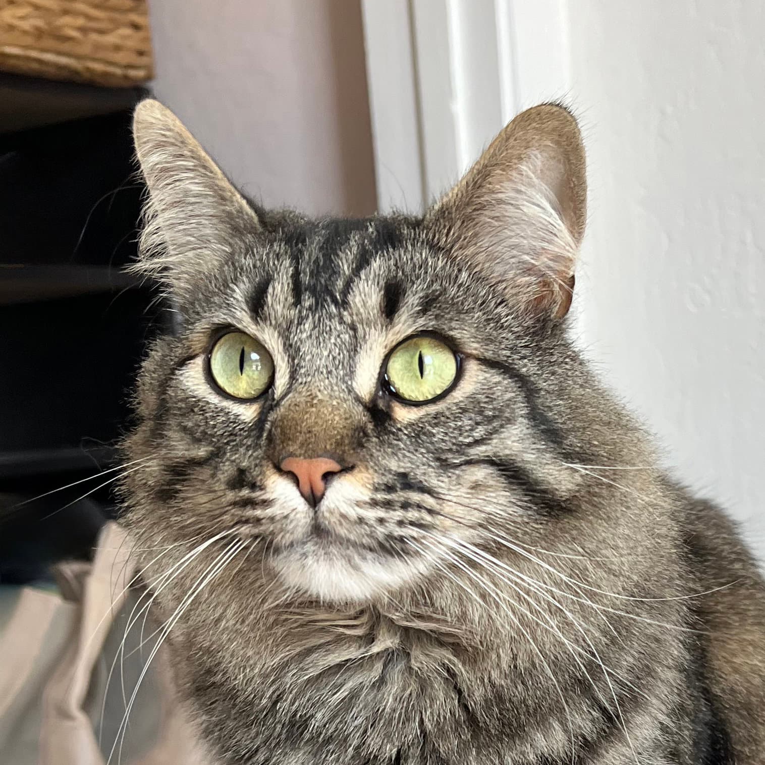 Oreo - Maine Coon