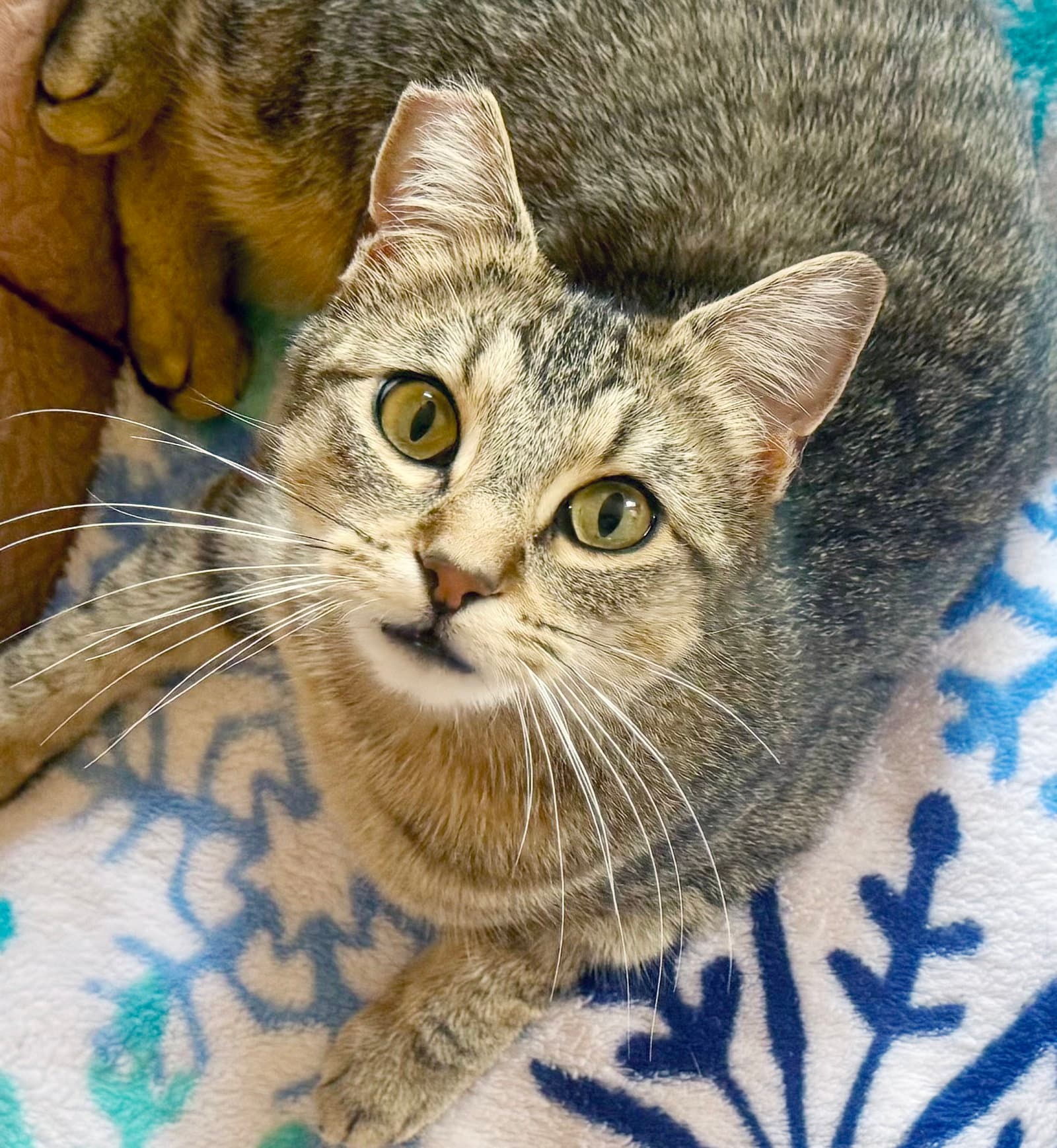 Summer - Tabby