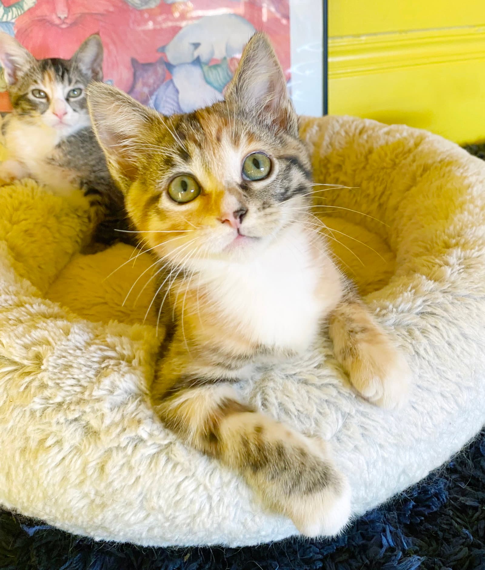 Blaze - Torbie