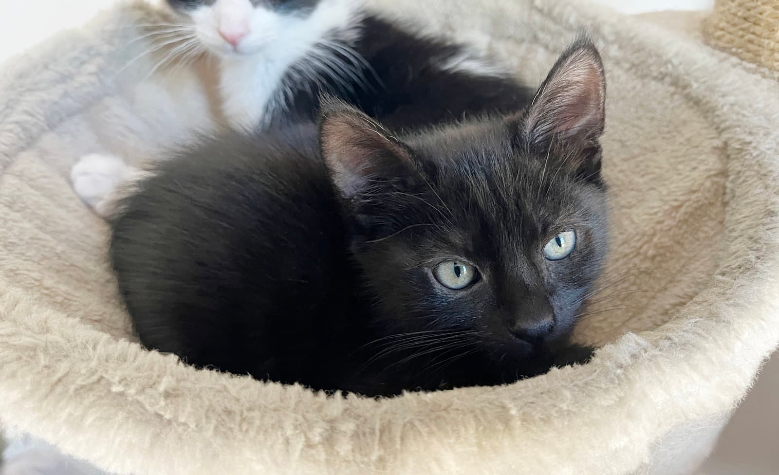 Poppy - Domestic Short Hair
