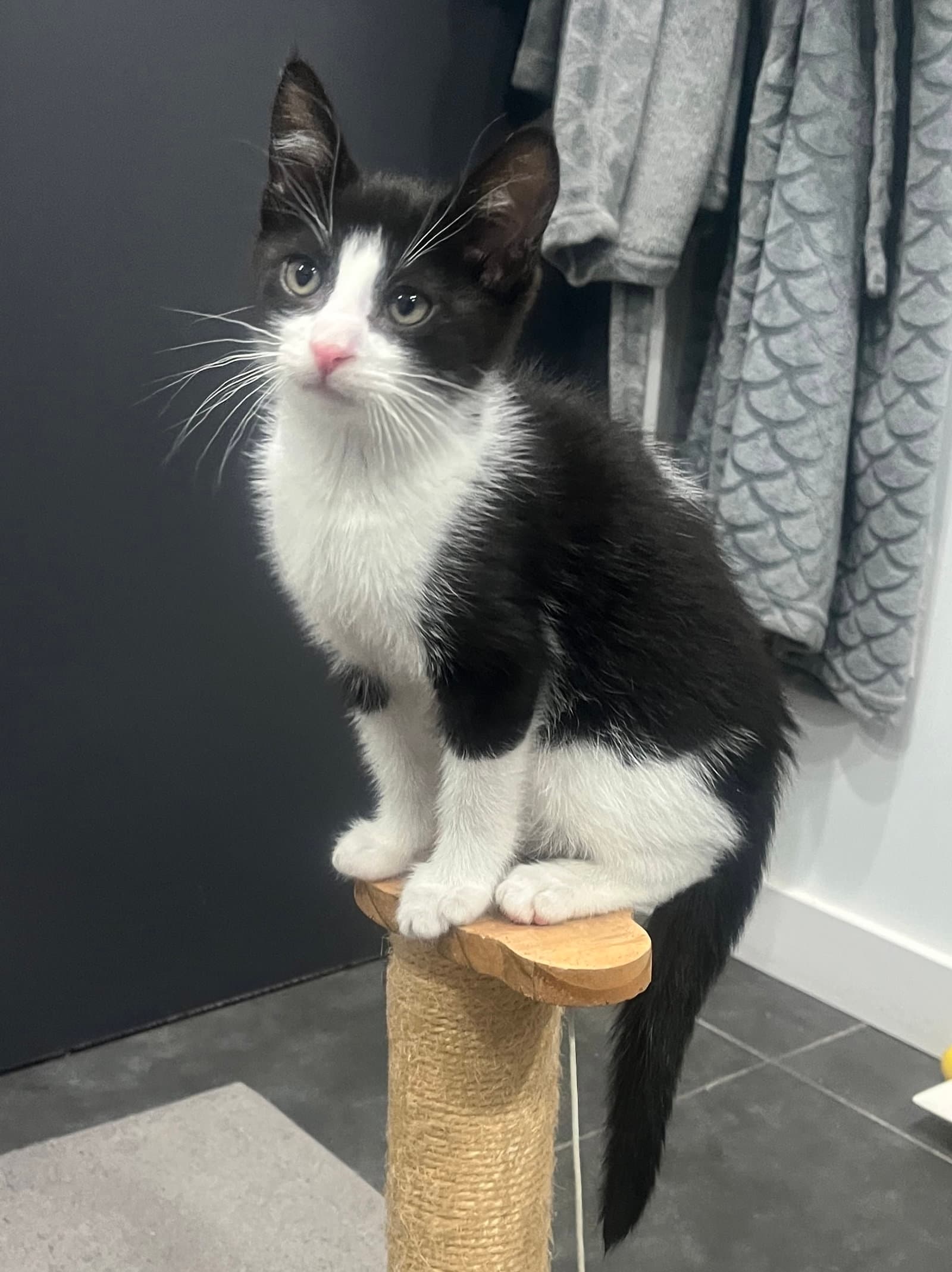 Pip Ii - Tuxedo