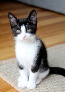 Pip Ii image 2