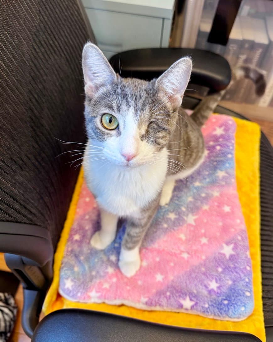 Flint - Tabby
