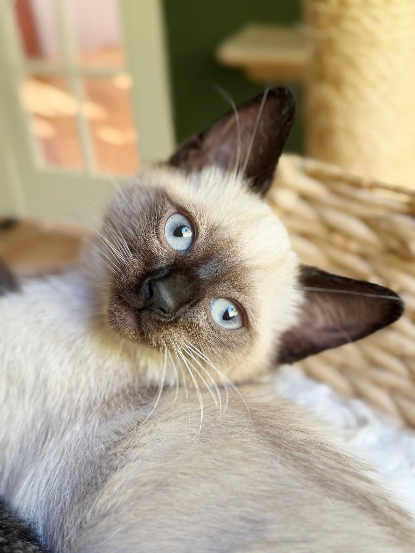 Maarva - Siamese