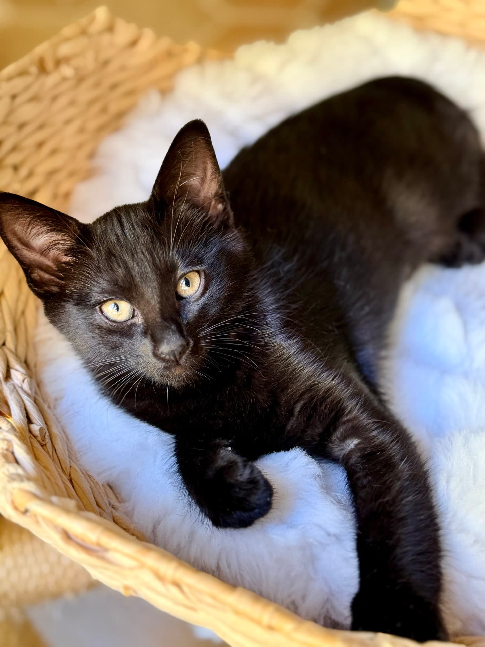 Kleya - Domestic Short Hair