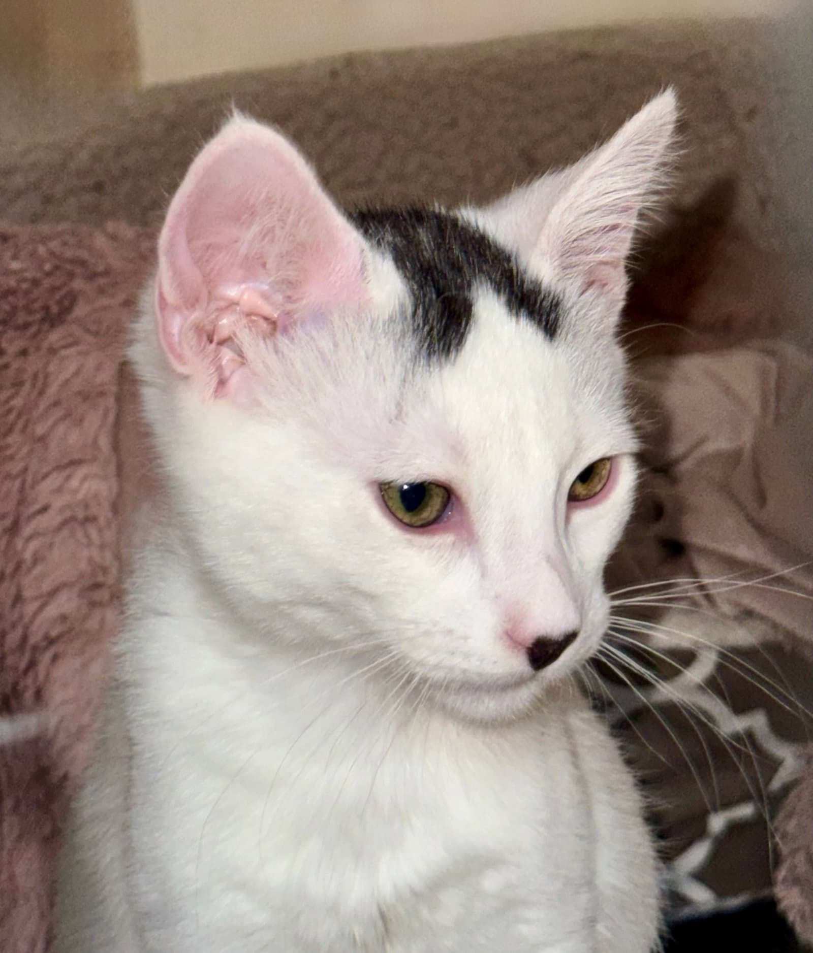 Strudel - Domestic Short Hair