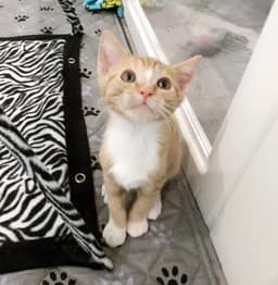 Tigger image 1