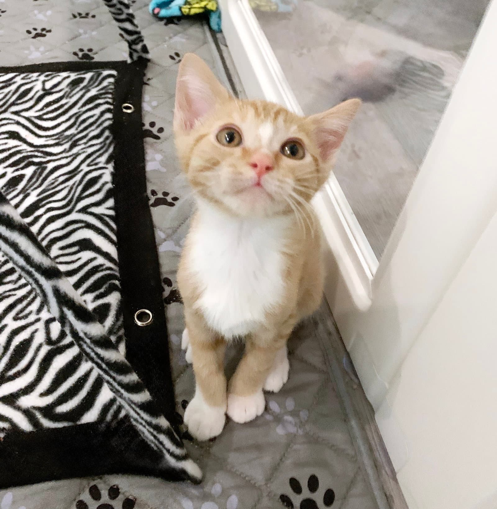 Tigger - Tabby