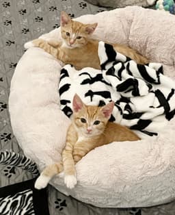 Tigger image 2