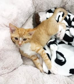 Tigger image 4