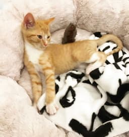 Tigger image 3