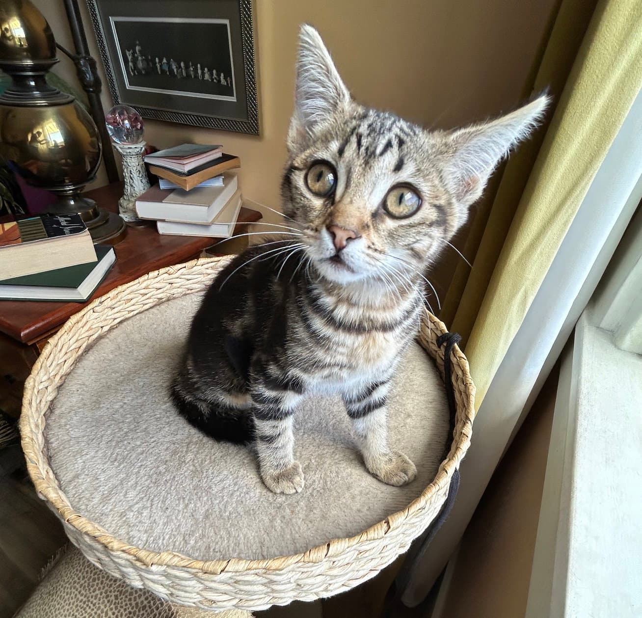 Ziggy - Tabby