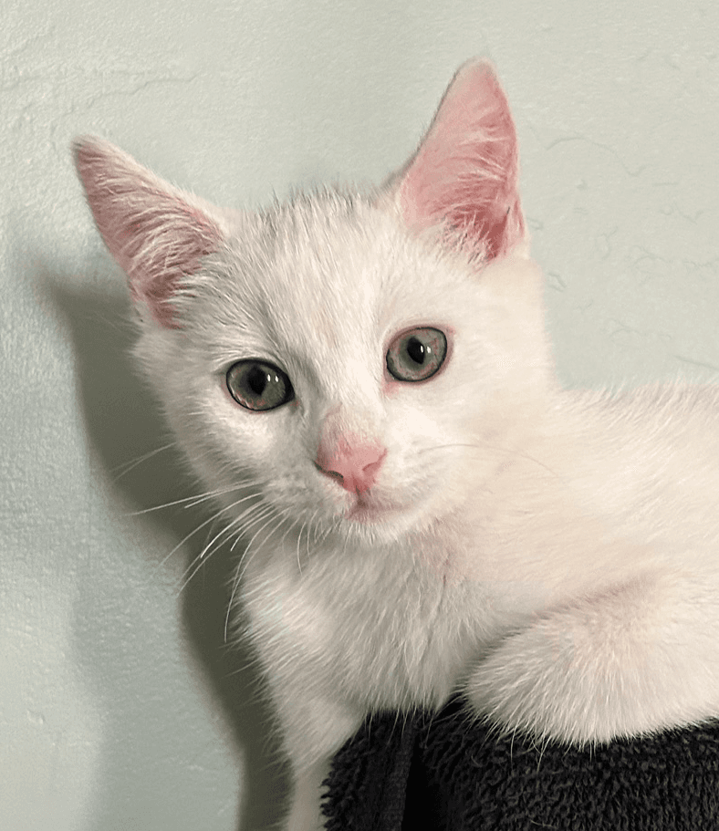 Luna - Domestic Short Hair