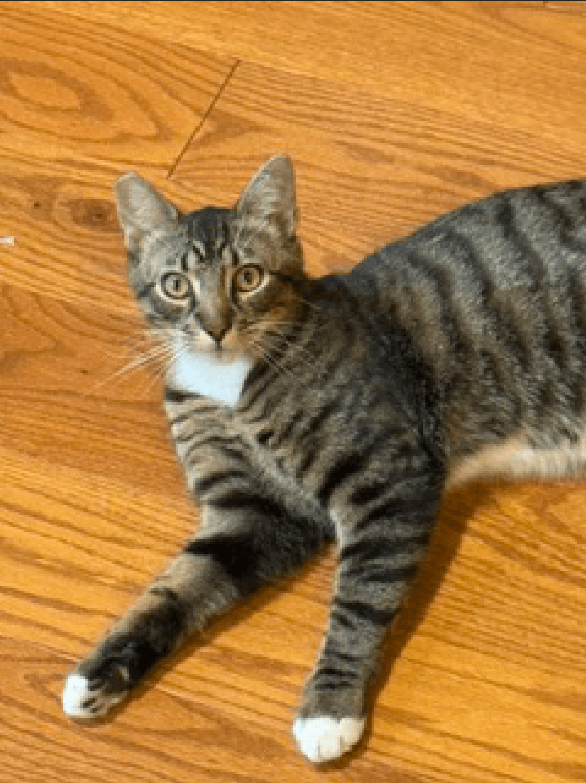 Timothy - Tabby