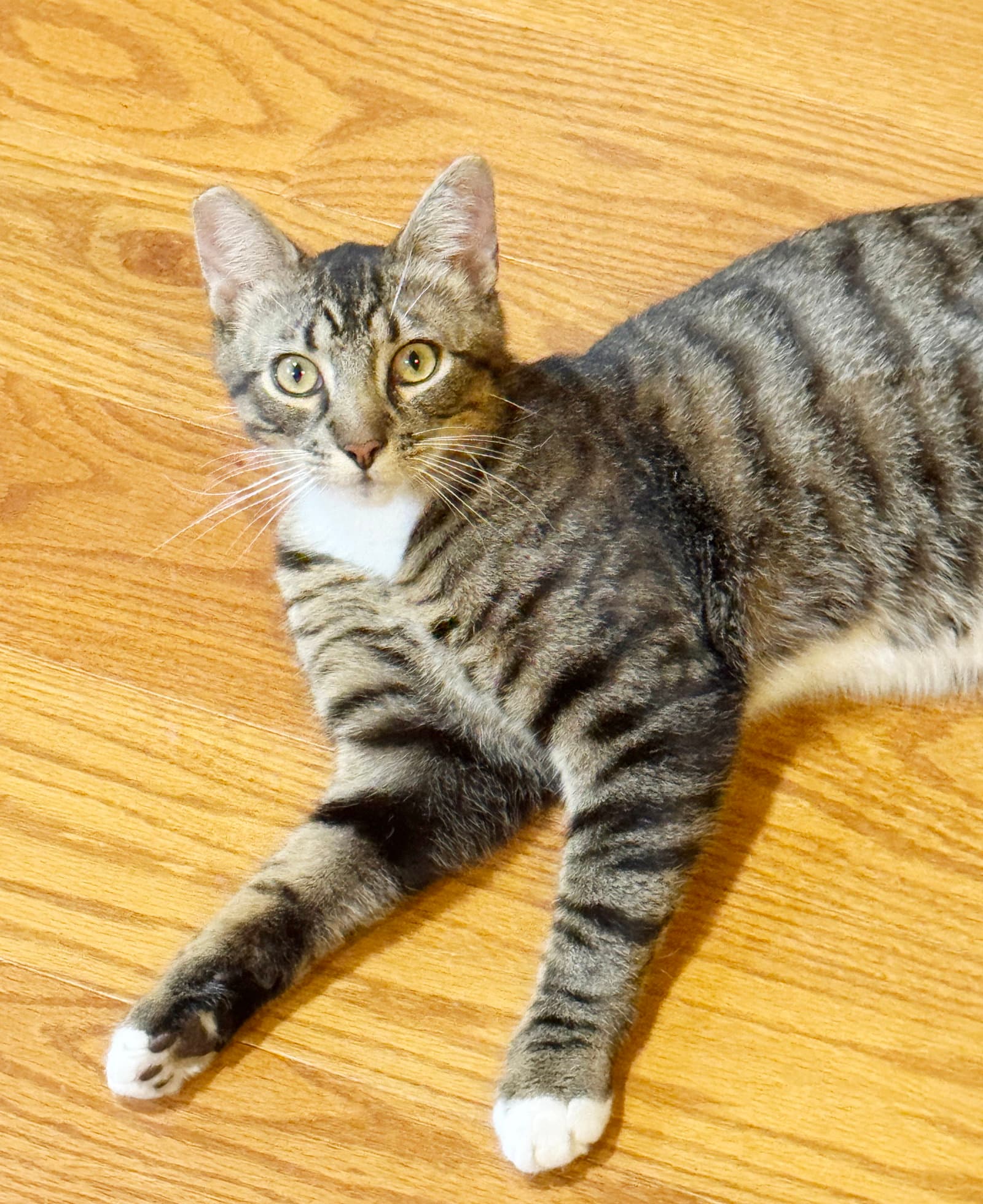 Timothy - Tabby