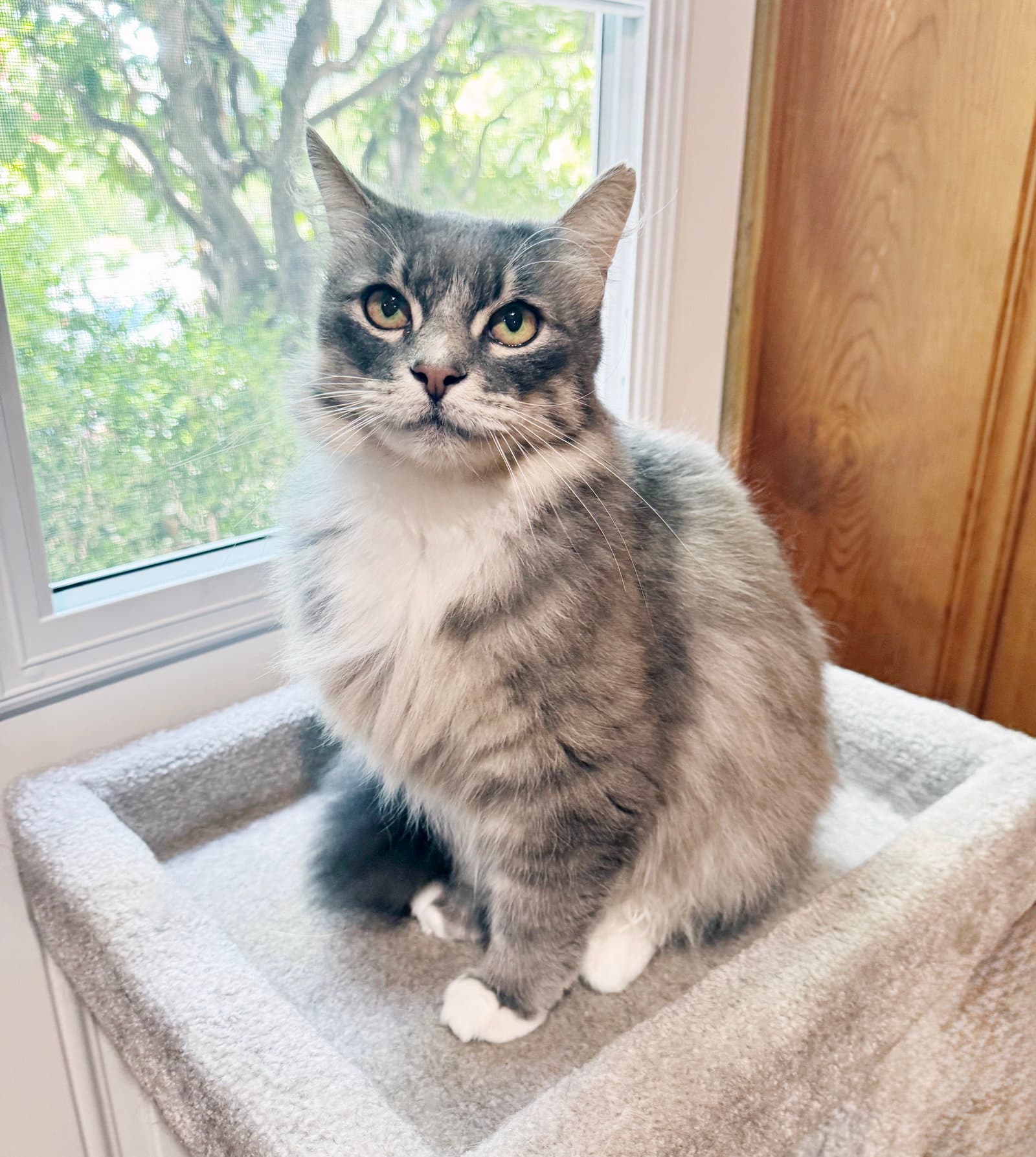 Tucker - Tabby